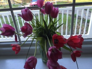red tulips